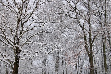 snow covered trees