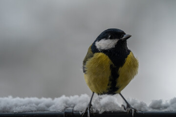 Winter Portrait of a Great Tit (Parus major) Perched on a Snowy Ledge