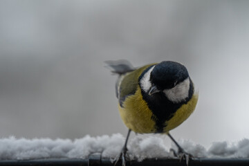 Winter Portrait of a Great Tit (Parus major) Perched on a Snowy Ledge