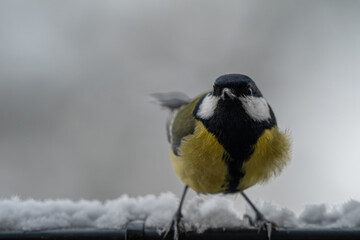 Winter Portrait of a Great Tit (Parus major) Perched on a Snowy Ledge