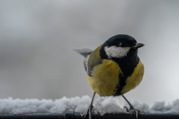 Winter Portrait of a Great Tit (Parus major) Perched on a Snowy Ledge