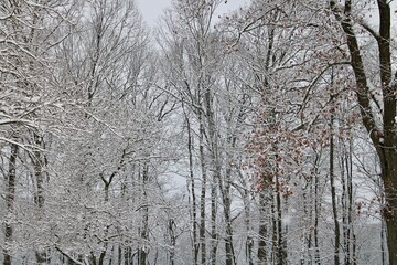 snow covered trees