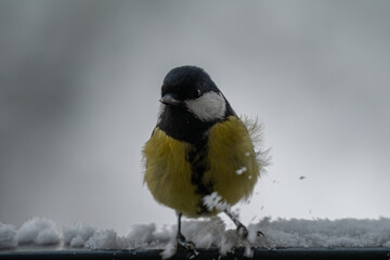 Winter Portrait of a Great Tit (Parus major) Perched on a Snowy Ledge