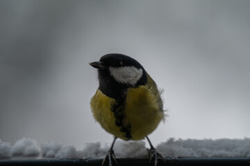 Winter Portrait of a Great Tit (Parus major) Perched on a Snowy Ledge