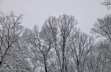 trees in the snow