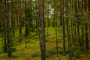 Moss-Covered Pine Forest Floor with Tall Slim Trees Tranquil Woodland Scene