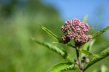 Joe Pye Weed