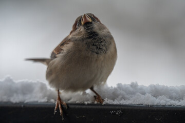 Frontal Portrait of a Puffed-Up House Sparrow (Passer domesticus) on a Snowy Winter Ledge