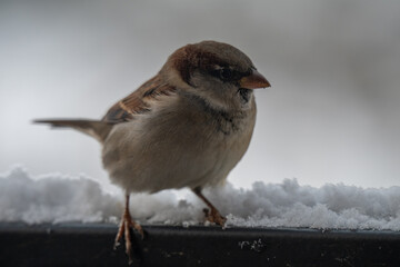 Frontal Portrait of a Puffed-Up House Sparrow (Passer domesticus) on a Snowy Winter Ledge