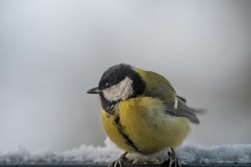 Obraz premium Winter Portrait of a Great Tit (Parus major) Perched on a Snowy Ledge