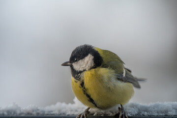 Winter Portrait of a Great Tit (Parus major) Perched on a Snowy Ledge