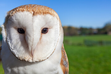 Barn Owl