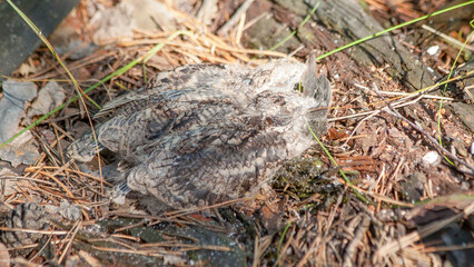 bird on the ground