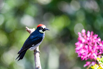 Obraz premium Acorn woodpecker (Melanerpes formicivorus), bird in natural habitat, San Gerardo de Dota, Wildlife and birdwatching in Costa Rica.