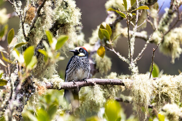 Acorn woodpecker (Melanerpes formicivorus), bird in natural habitat, San Gerardo de Dota, Wildlife...