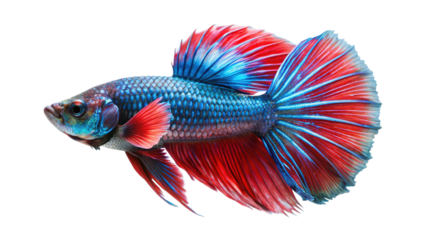 Vibrant siamese fighting fish with flowing fins displaying red blue and teal colors isolated on transparent background