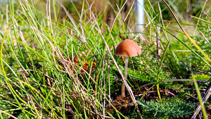 A small mushroom sunbathes in a meadow