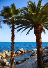 Views of two palm trees in Empord&Atilde;&nbsp;, Costa Brava, Girona, Spain