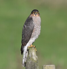 Eurasian Sparrowhawk on fence post