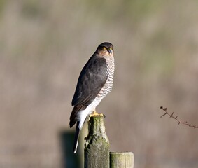 Eurasian Sparrowhawk on fence post