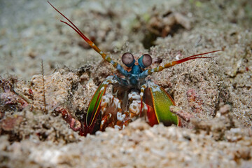 Peacock Mantis, Fangschreckekrebs (Odontodactylus scyllanus)