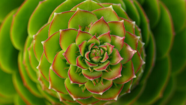 Vivid Echeveria Succulent Foliage Macro - Powered by Adobe