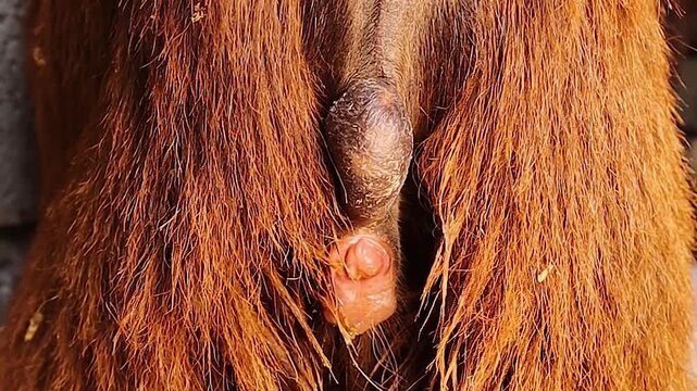 Rare footage showing the genital abnormality of an intersex goat. Useful for veterinary education, animal anatomy research, and studies on reproductive system disorders in livestock.