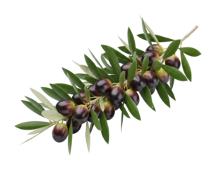 Harvesting fresh olives mediterranean region food natural view isolated on transparent background