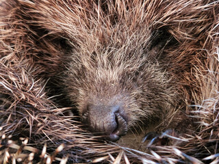 Hedgehog. Hedgehog close-up. Hedgehog face. Wild animal