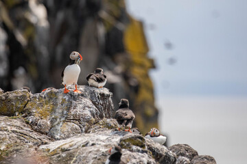 Puffin oder Papageientaucher auf einem Fels