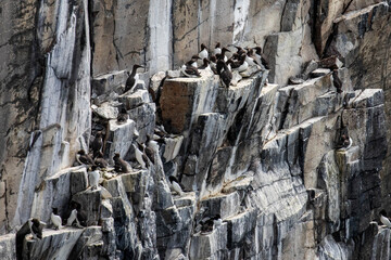 eine Kolonie von Trottellummen auf einer Steinklippe (Vogel)