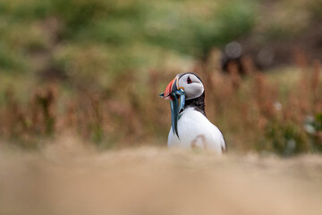 Puffin oder Papageientaucher mit Fisch im Schnabel