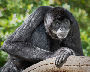 Spider Monkey Resting on a Log