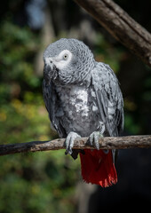 African Grey Parrot Perched on a Tree Branch
