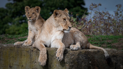 Adult Female Lioness and Cub Close Together