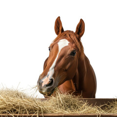 Feeding a brown horse hay farmyard animal portrait isolated on transparent background