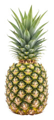 Harvesting fresh pineapples in tropical paradise food isolated on transparent background