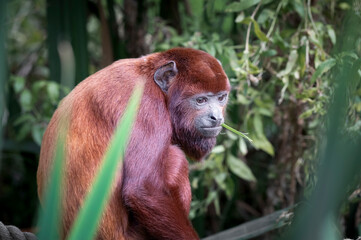Red Howler Monkey