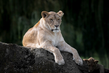 Female Lion at Rest on a Large Rock
