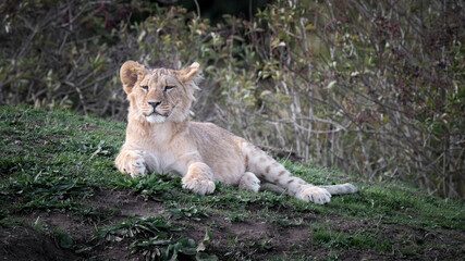 Young Lion Cub Resting on Grass