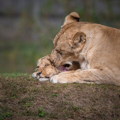 Adult Female Lioness Cleaning Her Cub