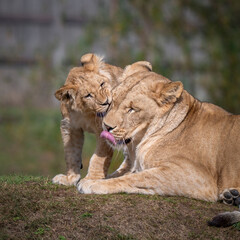 Adult Female Lioness Cleaning Her Cub