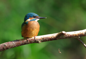 Fototapeta premium kingfisher on branch