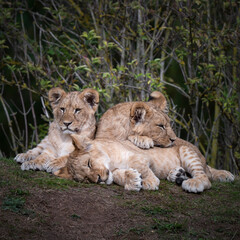 Three Young Lion Cubs Sleeping Together