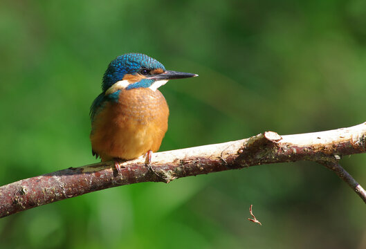 kingfisher on branch