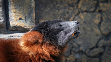 Naklejka premium Red Ruffed Lemur with a Mouth Full of Food