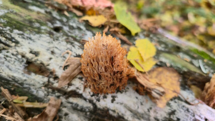 An autumn walk in the forest.