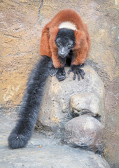 Obraz premium Red Ruffed Lemur Sitting on a Rock