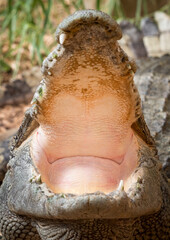 Siamese Crocodile WIth its Mouth Wide Open