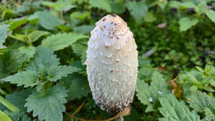 An autumn walk in the forest.